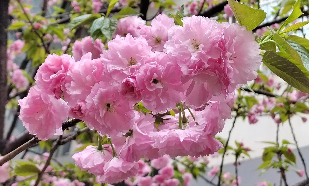海棠花_1_海豹_來自小紅書網(wǎng)頁版.jpg